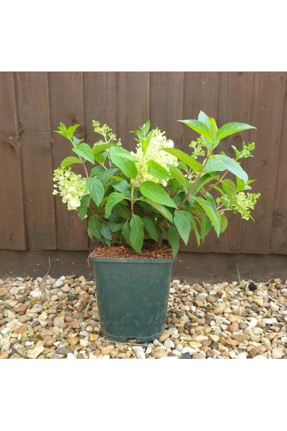 Гортензия метельчатая Magical Candle в горшке.